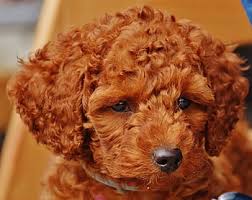 Pictures of red poodles at their new homes. Royalty Free Toy Poodle Photos Free Download Pxfuel