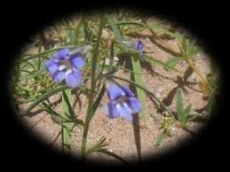 Image result for Aptosimum albomarginatum