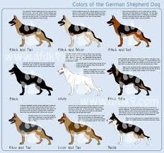 We offer free uk shipping & up to 70% off retail price. Team Dogs Zimbabwe Posts Facebook