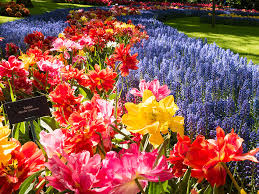 Zwischen ende märz und mitte mai bietet sich in vielen regionen dem besucher ein wahres farbenmeer. Niederlande Warum Du Keukenhof Zur Tulpenblute Besuchen Solltest Chamy Travels Reiseblog Aus Osterreich