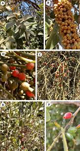 Image result for Phragmanthera