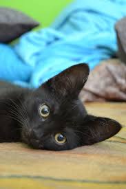 Black kitten with big eyes. Cat Kitten The Head Cat Cat S Eyes Eyes Yellow Eyes Big Eyes Kitty Cute Pet Pxfuel