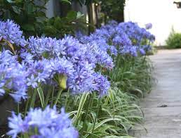 A Row Long Planting Of Thunder Storm Agapanthus Plants Welcomes Visitors To This Home Blue Flowers Garden Garden Border Plants Plants