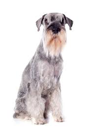 23 Unique Schnauzer Size Chart