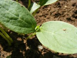 Discolored leaves are the indicator to watch for. Vegetable Seedling Identification Pictures And Descriptions Of Common Vegetables The Old Farmer S Almanac
