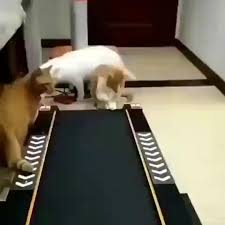 Figuring Out The Treadmill Video In 2020 Funny Cat Pictures Funny Animals Minions Funny