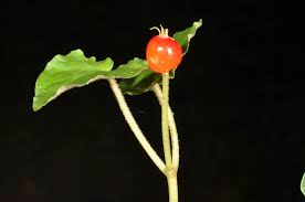 Image result for Geophila repens