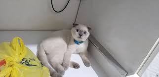 Scottish Fold Blue Point Dost Patiler Kedi Kopek Dunyasi Kedi Ve Kopekler Icin Her Sey