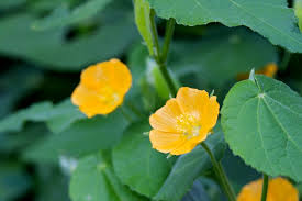 Image result for Wissadula