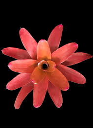 Image result for Nervilia petraea