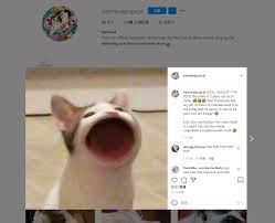 Pop cat meme compilation popcat best dank memes. Guxx Ce6f1 6fm