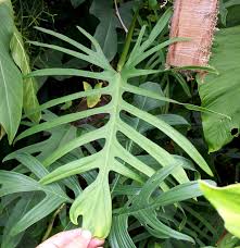 Philodendron Elegans In 2020 Philodendron Plant Leaves Foliage