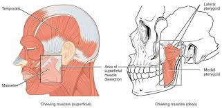 Its resemblance is of the shape of a butterfly or bat with outstretched wings.parts it is composed of the following 7 parts:a body. Sphenoid Bone The Definitive Guide Biology Dictionary