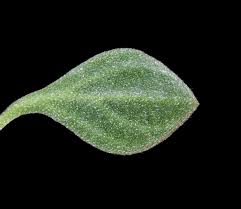 Image result for Aizoon virgatum