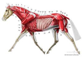 Equine Deep Musculature Anatomy Chart Horse Anatomy