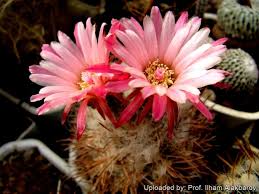 Image result for Eriosema pauciflorum