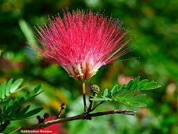 Image result for Fabaceae subfamily Mimosoideae