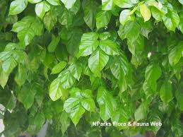 Image result for Millettia pinnata
