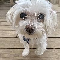 This page provides a listing of illinois maltese breeders. Maltese Puppies For Sale In Illinois Adoptapet Com