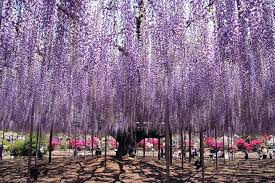 These are most commonly seen flowering trees in indian garden. Goodshomedesign