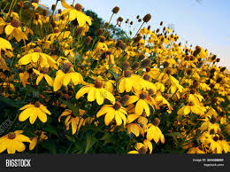Yellow flowers mature to puffballs. Yellow Tall Rudbeckia Image Photo Free Trial Bigstock