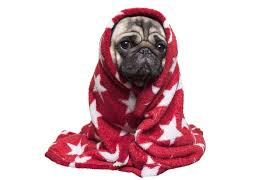 The first fear period occurs when the puppy is about eight weeks old, which is why it is no longer advisable to take a puppy from its mother at such a critical the second fear period happens when the puppy is around four months old. Restless Puppy Why Your Puppy Is Unsettled Houndgames