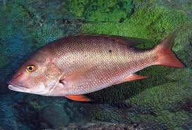Entdecke rezepte, einrichtungsideen, stilinterpretationen und andere ideen zum ausprobieren. 16 Umpan Ikan Kakap Putih Merah Bakau Teknik Mancingnya