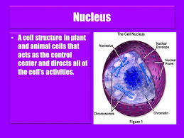 Check spelling or type a new query. The Cell Joseph Plant Cells Plant Cells Are Cells That Are In Plants Plant Cells Are Like Animal Cells But They Have A Cell Wall And Chloroplasts Ppt Download