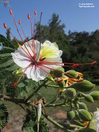 Image result for Delonix