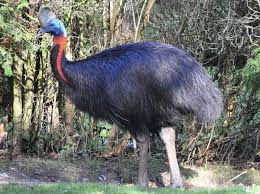 Check out the list of largest living birds in the world. Top 15 Largest Birds In The World Our Planet