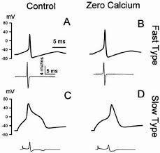 The Action Potential | Anatomy And Physiology I