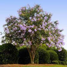 The muscogee crape myrtle flowers for 120 days, which is more than any other crape myrtle. Muskogee Crape Myrtle Tree Crape Myrtle Myrtle Tree Fast Growing Trees