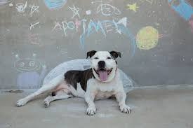 Rescue angels is a 100% not for profit, volunteer and foster home based cat rescue. Longmont Humane Society Welcome To Longmont Humane Society