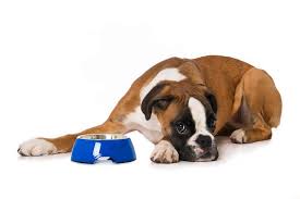 Their passive attack causes poison damage by way of spores; Boxer Not Eating Causes And What To Do Boxer Dog Diaries