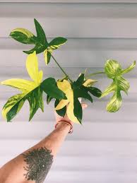 Var Philodendron Florida Beauty Plant Leaves Plants Garden Inspiration