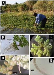 Image result for Azolla filiculoides