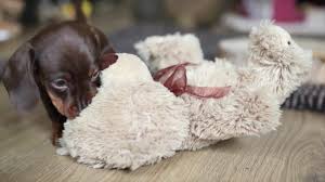 Please visit www.dachshundpuppies.com.au for a detailed guide on how to buy a healthy puppy from an ethical, registered dachshund breeder. Home