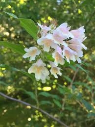 Image result for Kolkwitzia amabilis