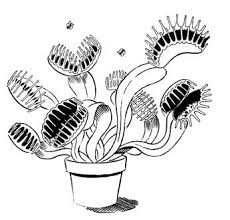 Venus Flytrap Illustration Trap Art Venus Fly Trap Plant Tattoo