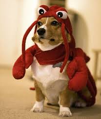 I Just Want A Corgi Of My Own To Dress Up And Love And Squeeze And Take Care Of Forever Pet Costumes Cute Animals Cute Dogs