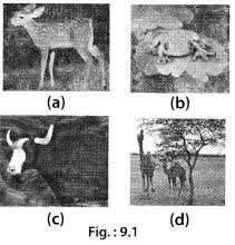Which of the following is not ethical practice in. Ncert Exemplar Class 6 Science Chapter 9 The Living Organisms And Their Surroundings Learn Cbse