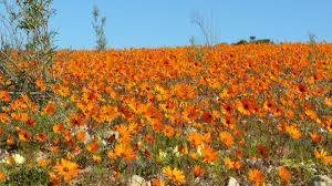 From the book of acts and paul's writings, we know that luke was one of paul's companions. Snapshots From Acts Number 1 Why Luke Wrote The Book Of Acts Owlcation