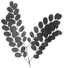 Image result for Amblygonocarpus andongensis