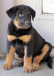 One way to determine the ancestry of your mixed breed is through a dna test. Lab Rottweiler Mix Puppies For Sale Zoe Fans Blog Rottweiler Mix Rottweiler Mix Puppies Rottweiler Lab Mix Puppy
