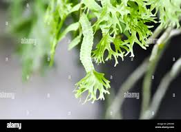 Image result for Microsorum punctatum