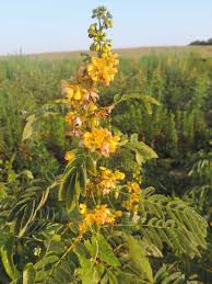 Image result for Senna petersiana