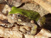 Image result for northern grey tree frog