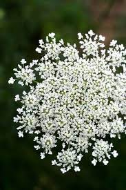Beneficial Plants Chiot S Run Queen Annes Lace White Flowers White Gardens