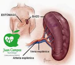 Trong hóa học, có ba định nghĩa được sử dụng phổ biến cho từ base, được gọi là base arrhenius, base brønsted và base lewis. El Bazo Es Un Organo Que Se Nutriologo Juan Campos Facebook