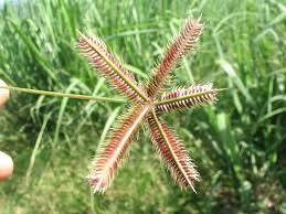 Image result for Dactyloctenium geminatum